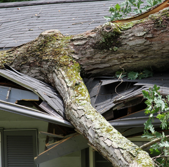 emergency tree removal scottsville ky (1)