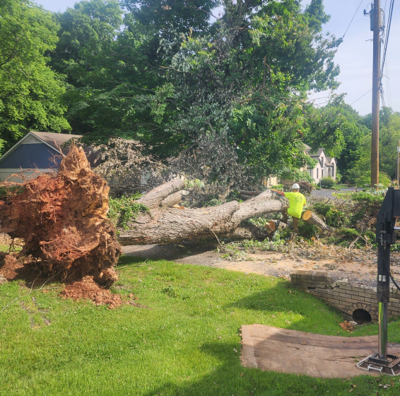 emergency tree removal scottsville ky