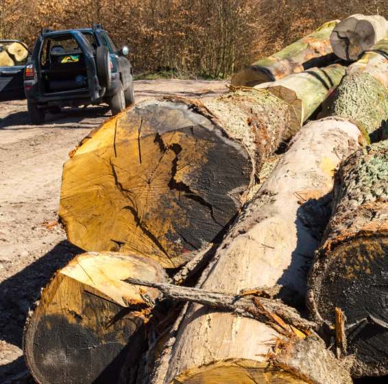 multiple trees removal scottsville ky