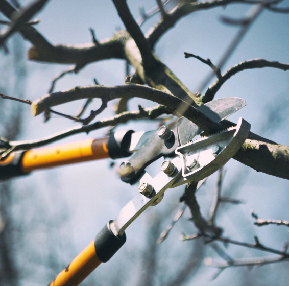 tree pruning scottsville ky