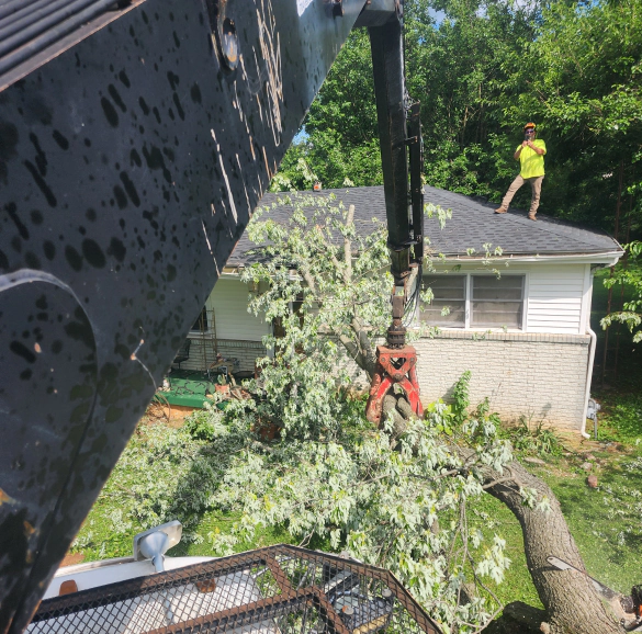 tree removal services scottsville ky